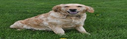 Golden Retriever dogs for sale: Sweetie - Ad 4