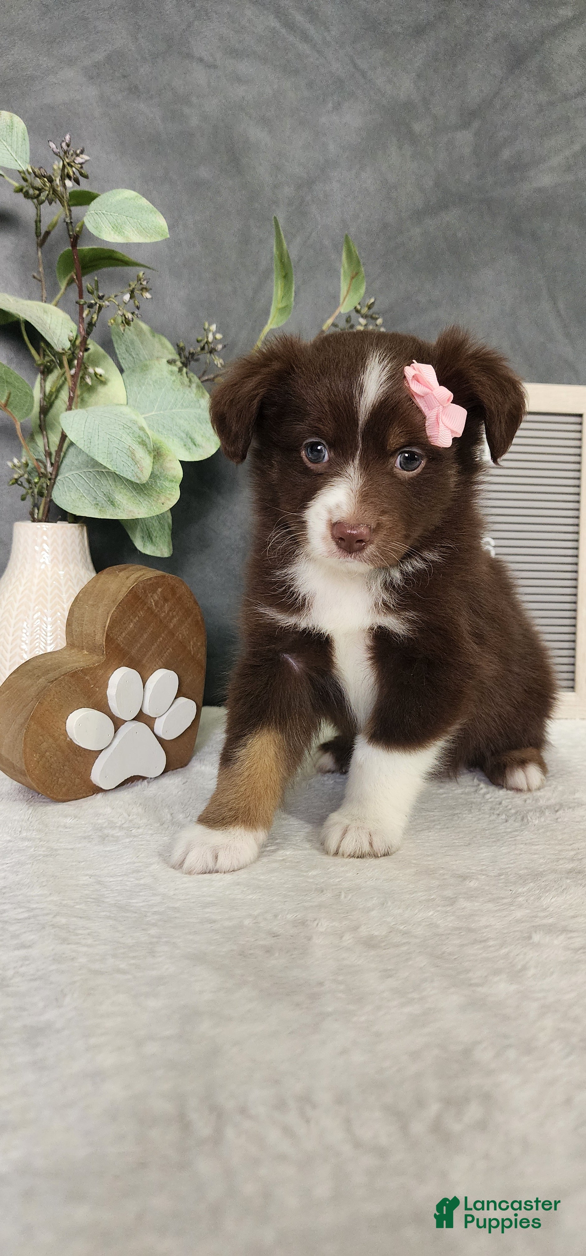 Miniature Australian Shepherd dogs Daisy  - Ad 1