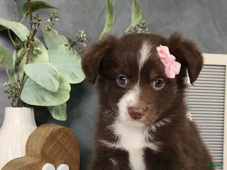 Miniature Australian Shepherd dogs for sale: Daisy - Ad 4