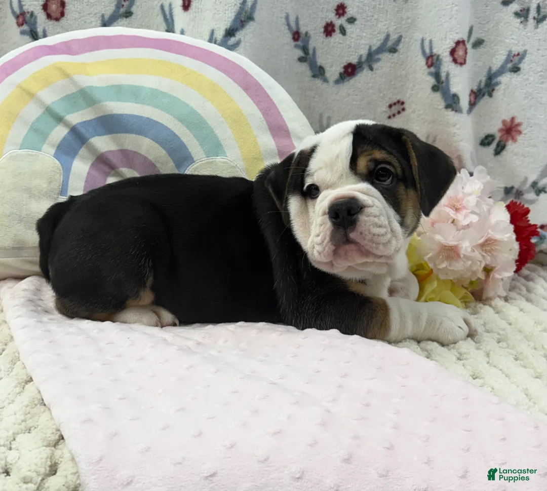 English Bulldog dogs for sale: Darla - Ad 2