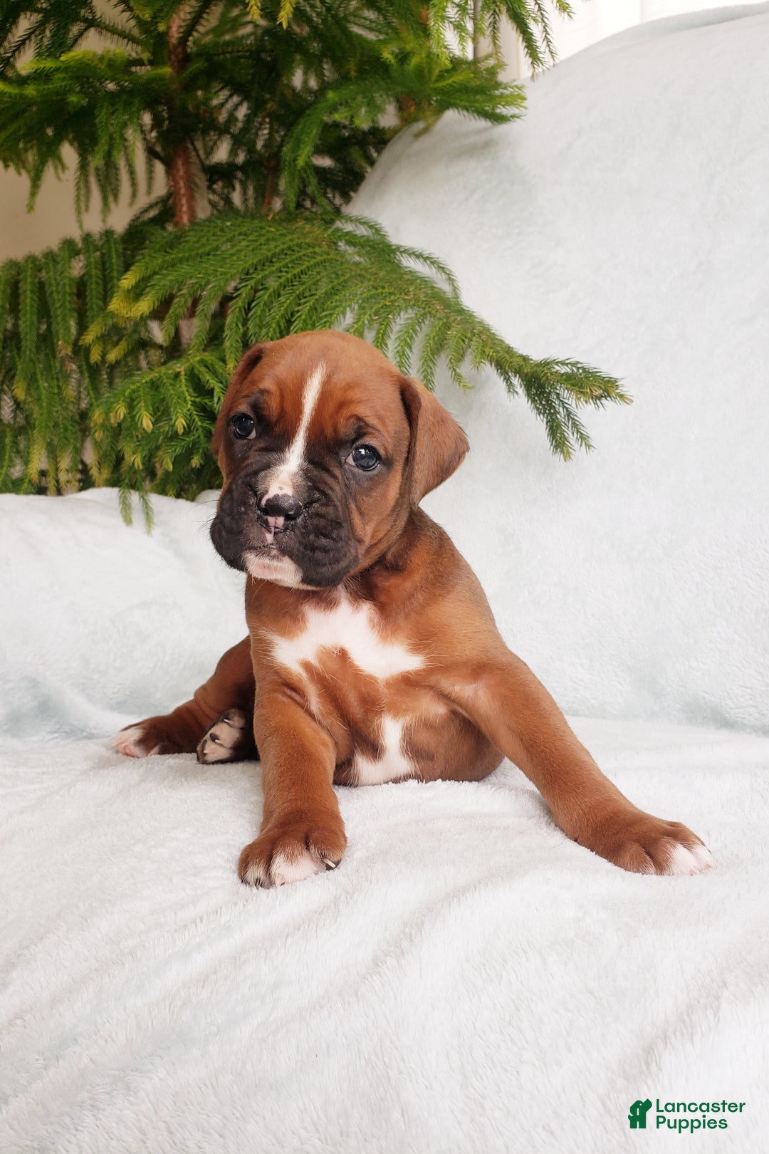 Boxer dogs for sale: Baxter - Ad 2