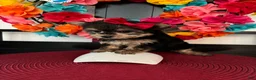 Morkie dogs for sale: Morkie Puppy 1 - Ad 7