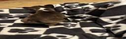 Boston Terrier dogs for sale: Sleepy-Brindle & White - Ad 8
