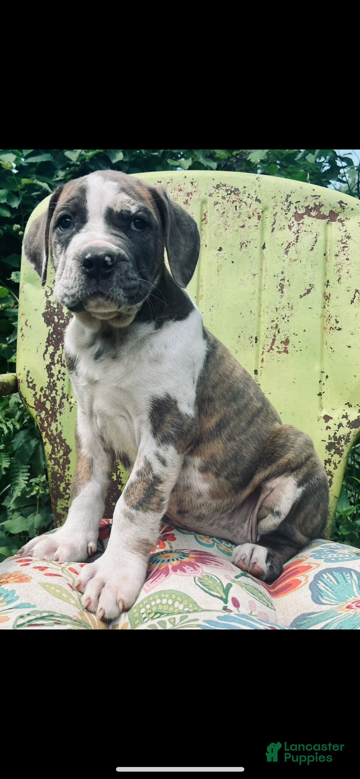 Mixed Breed dogs Female #3 - Ad 37