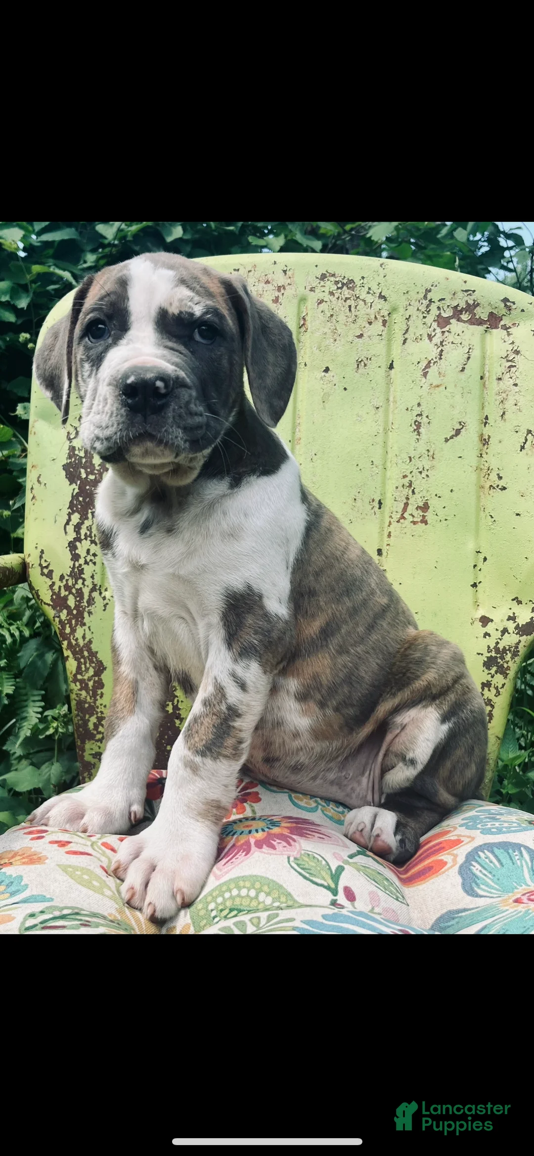 Mixed Breed dogs for sale: Female #3 - Ad 1