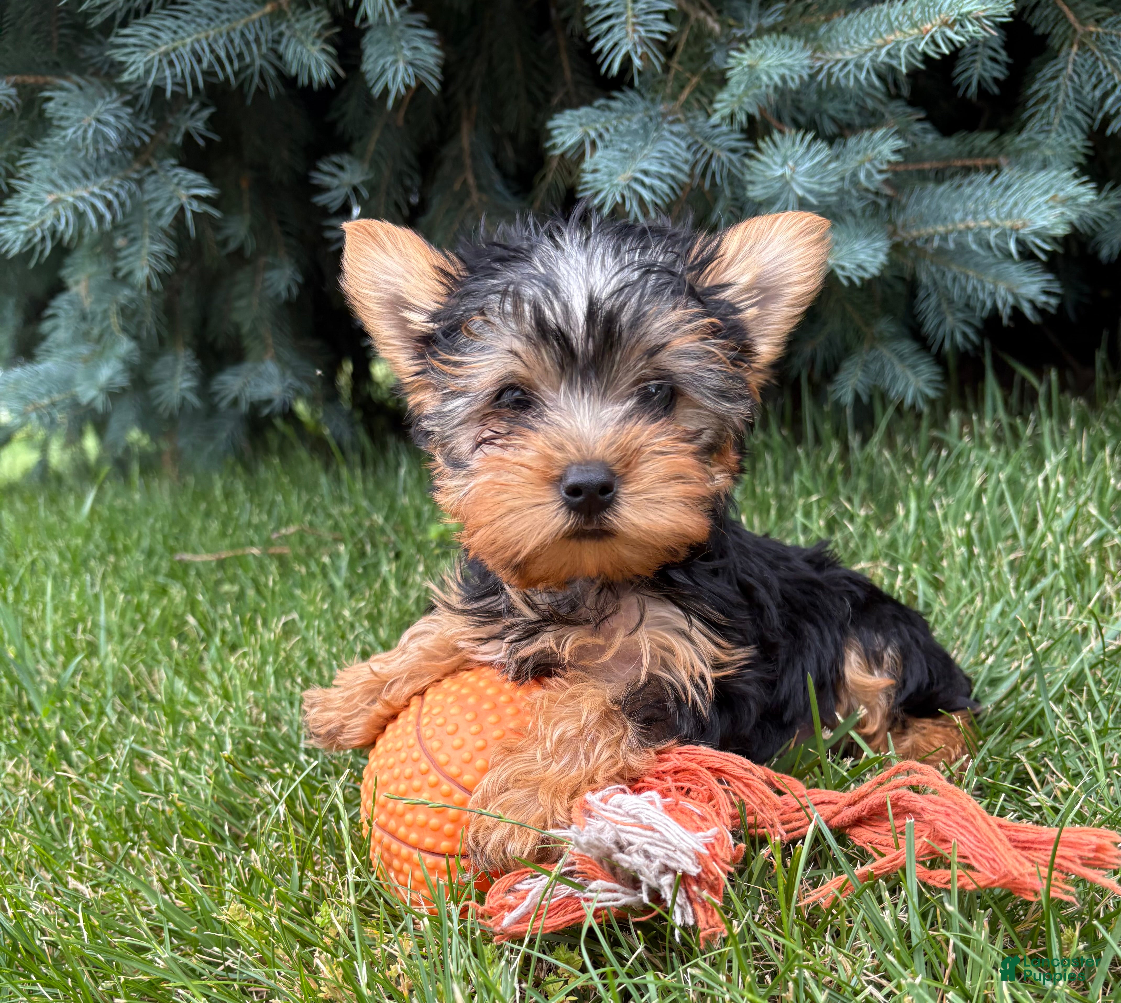 Yorkshire Terrier dogs Jax - Ad 1