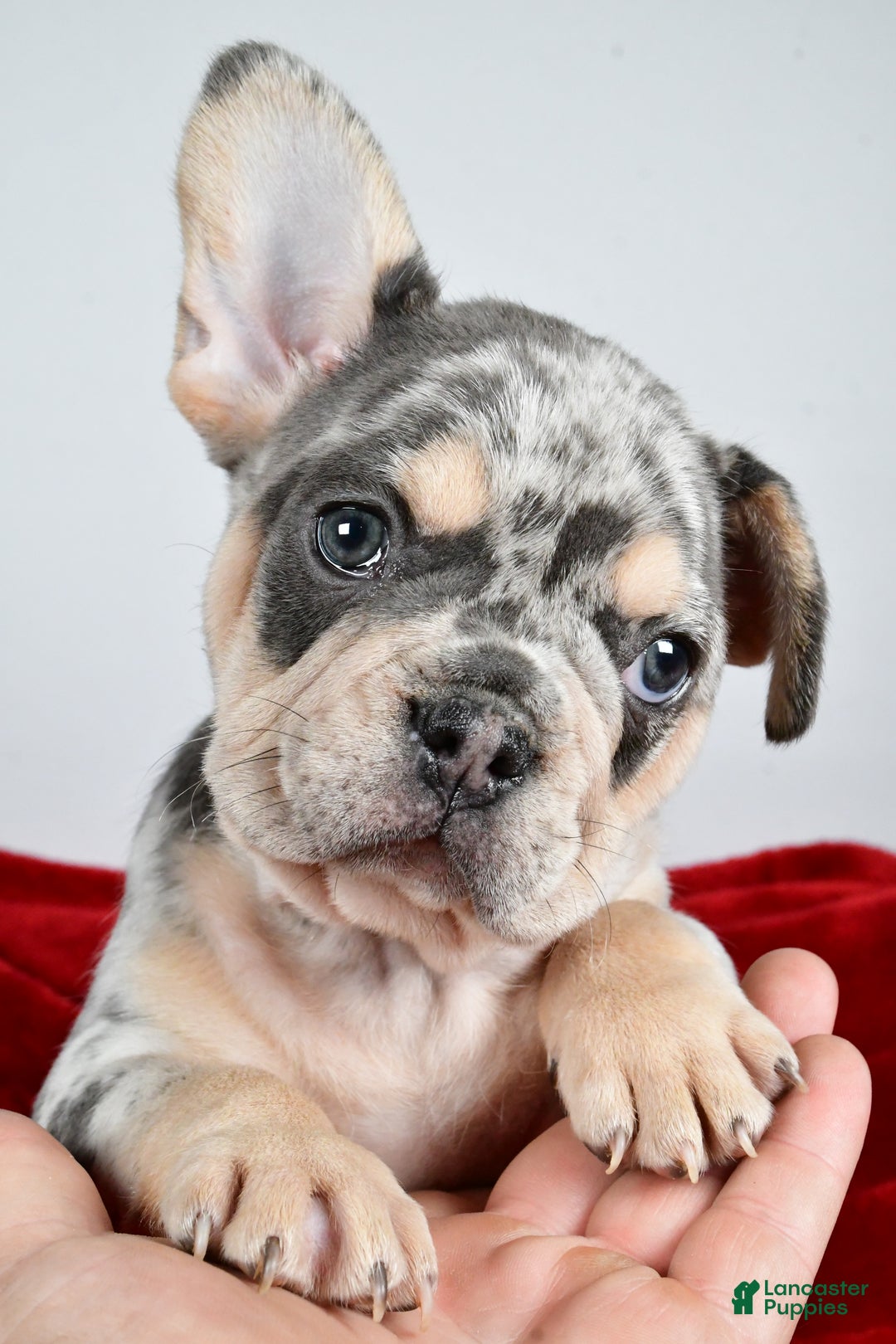 French Bulldog dogs for sale:  Dasher - Ad 3