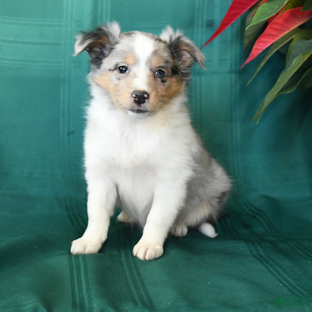 Shetland Sheepdog dogs for sale: Marcie - Ad 2