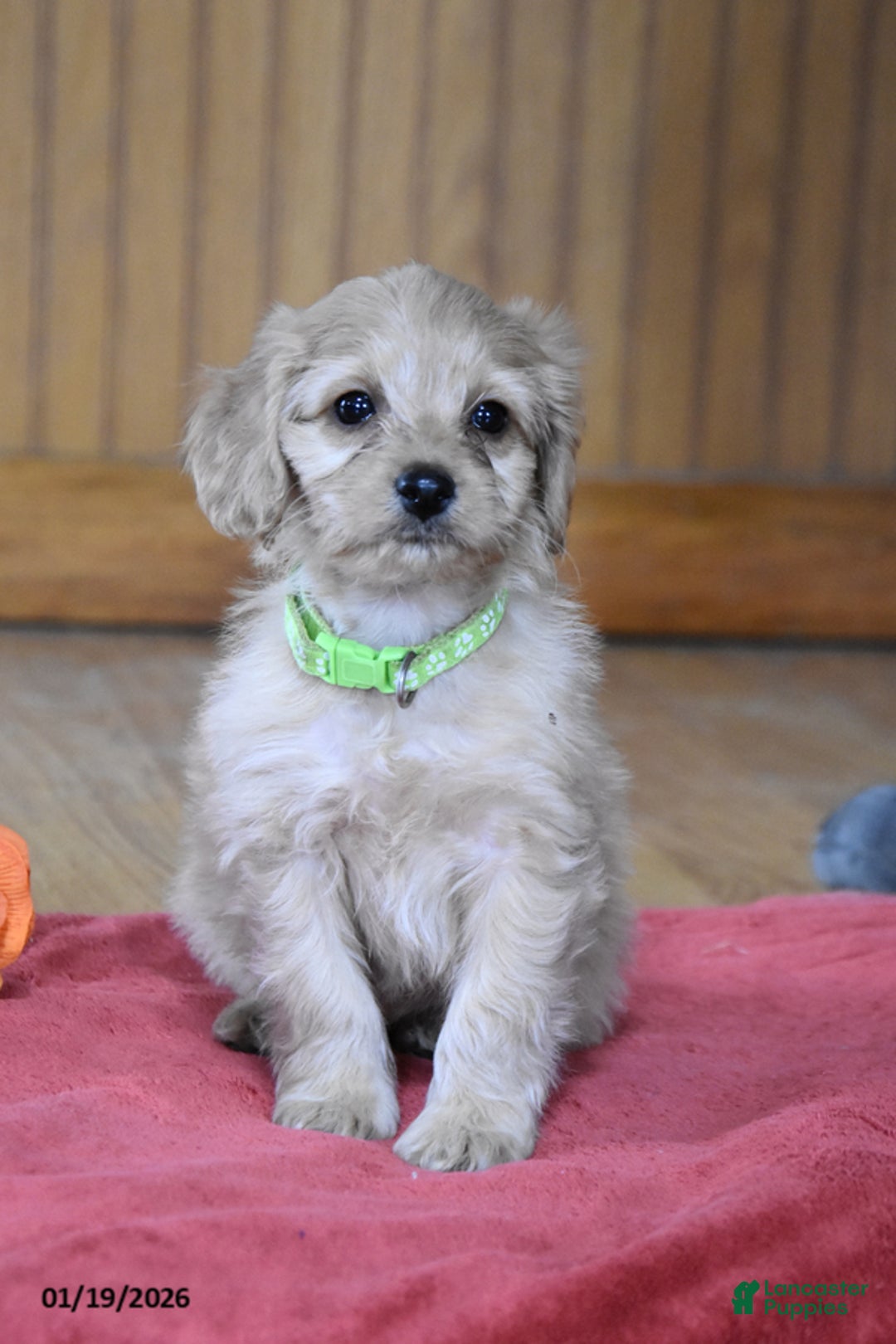 Cockapoo dogs for sale: Petunia - Ad 1