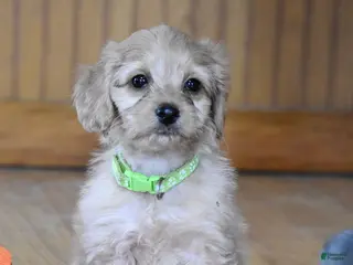 Cockapoo dogs Petunia - Ad 32