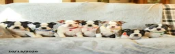 Boston Terrier dogs for sale: Mocha - Ad 5