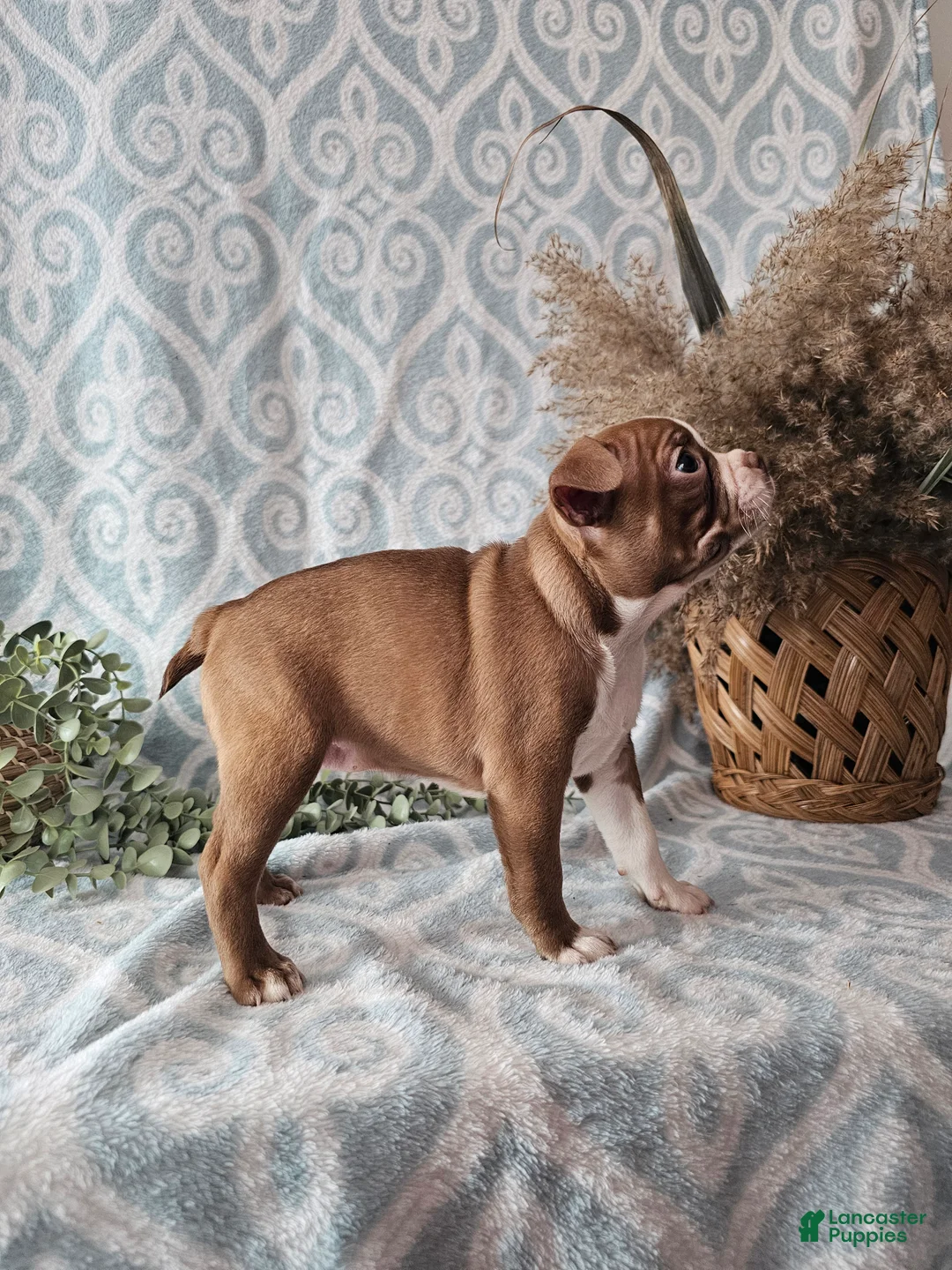 Boston Terrier dogs for sale: Casey - Ad 6