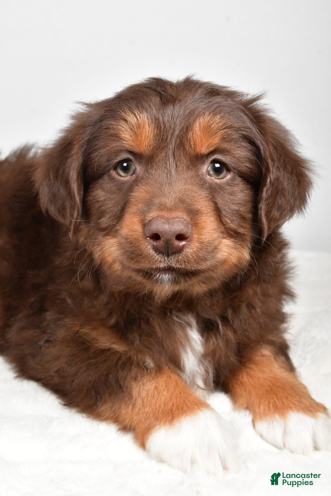 Miniature Australian Shepherd dogs for sale: Rocky - Ad 5