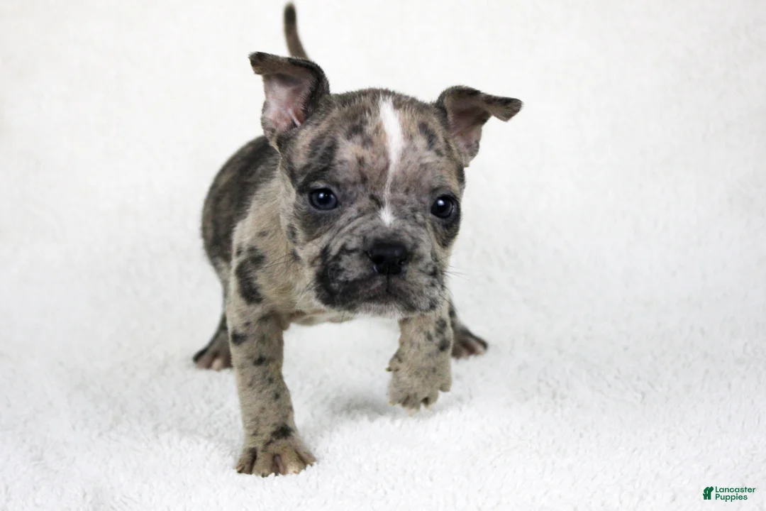 American Bully dogs for sale: Black Brindle Merle Female - Ad 2