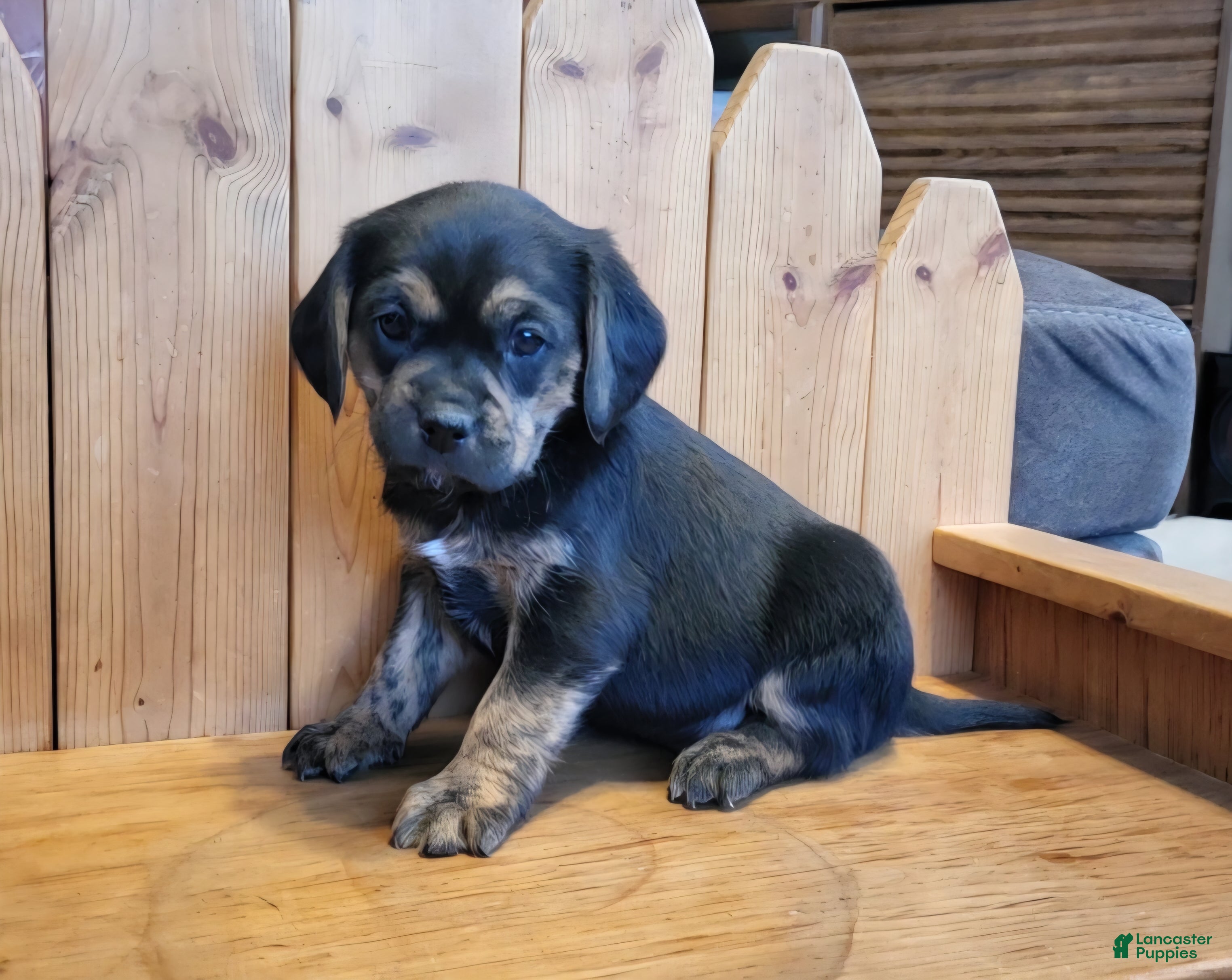 Puggle dogs Lizzy - Ad 1