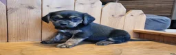 Puggle dogs for sale: Lizzy - Ad 1