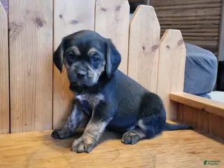 Puggle dogs Lizzy - Ad 1