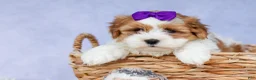 Teddy Bear dogs for sale: TRIXIE - Ad 8
