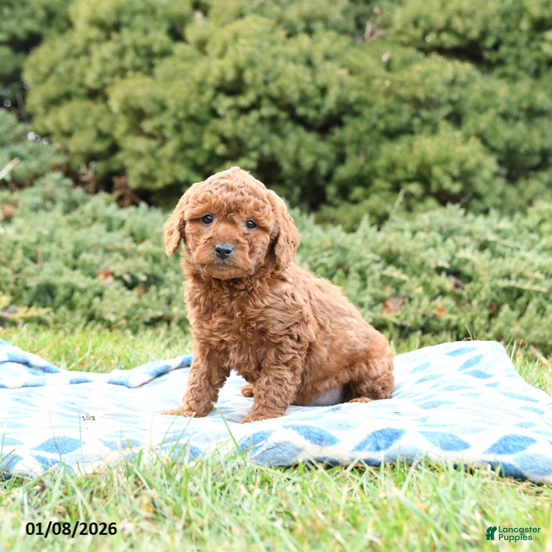 Mini Goldendoodle dogs for sale: Sammy - Ad 2