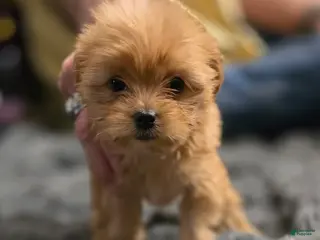 Chorkie dogs for sale: Brownie - Ad 2