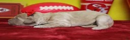 Goldendoodle dogs for sale: Cocoa - Ad 4