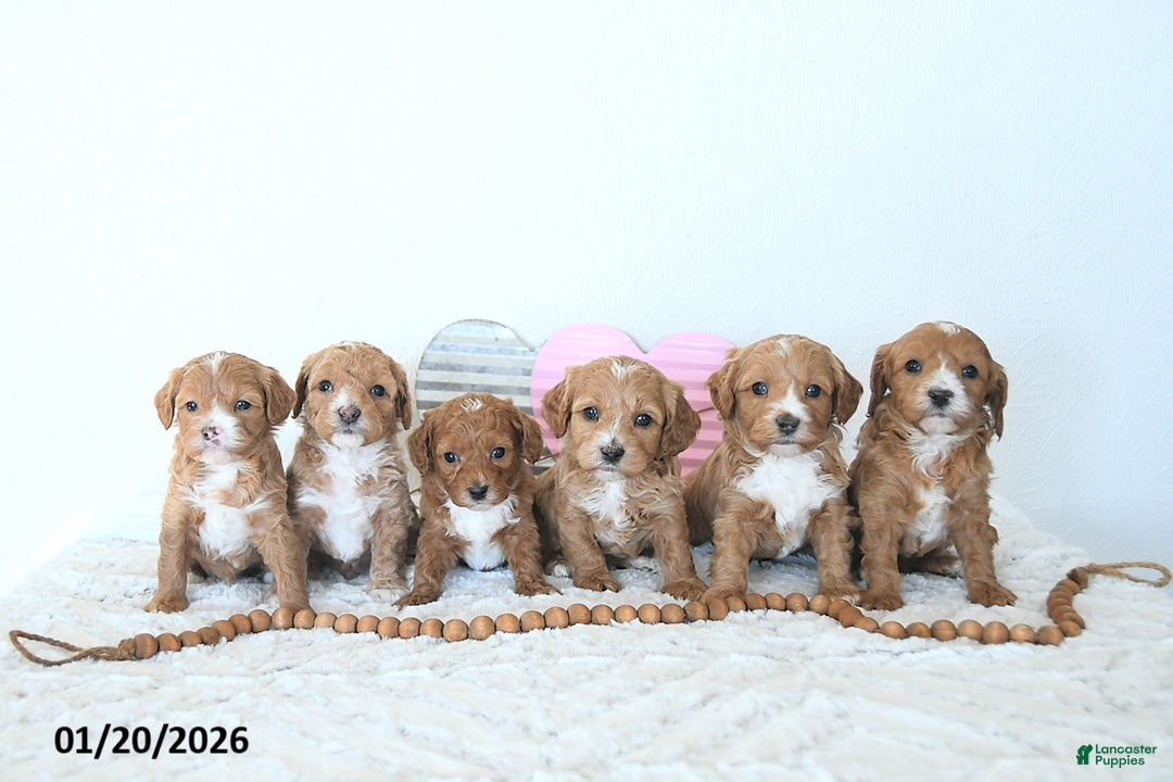 Mini Goldendoodle dogs for sale: Finn - Ad 3