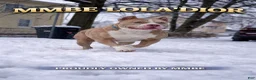 American Bully dogs for sale: Solid female - Ad 11