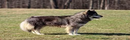Siberian Husky dogs for sale: Salem "Wolf" Markings  - Ad 3