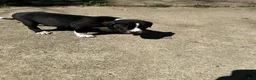 American Pit Bull Terrier dogs for sale: American Pit Bull Terrier 3 - Ad 2