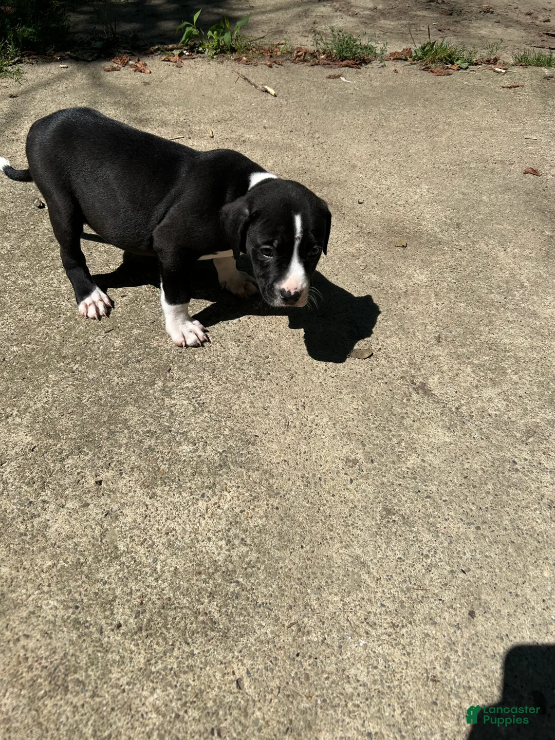 American Pit Bull Terrier dogs for sale: American Pit Bull Terrier 3 - Ad 2