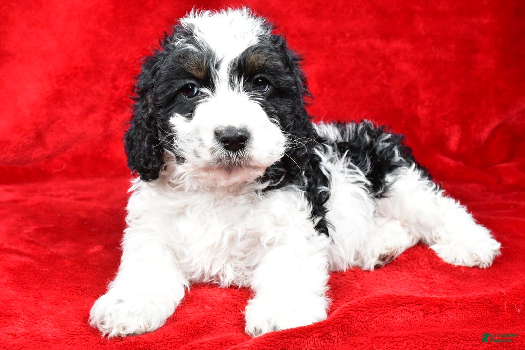 Cockapoo dogs for sale: Garrett - Ad 4