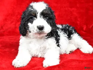 Cockapoo dogs Garrett - Ad 41