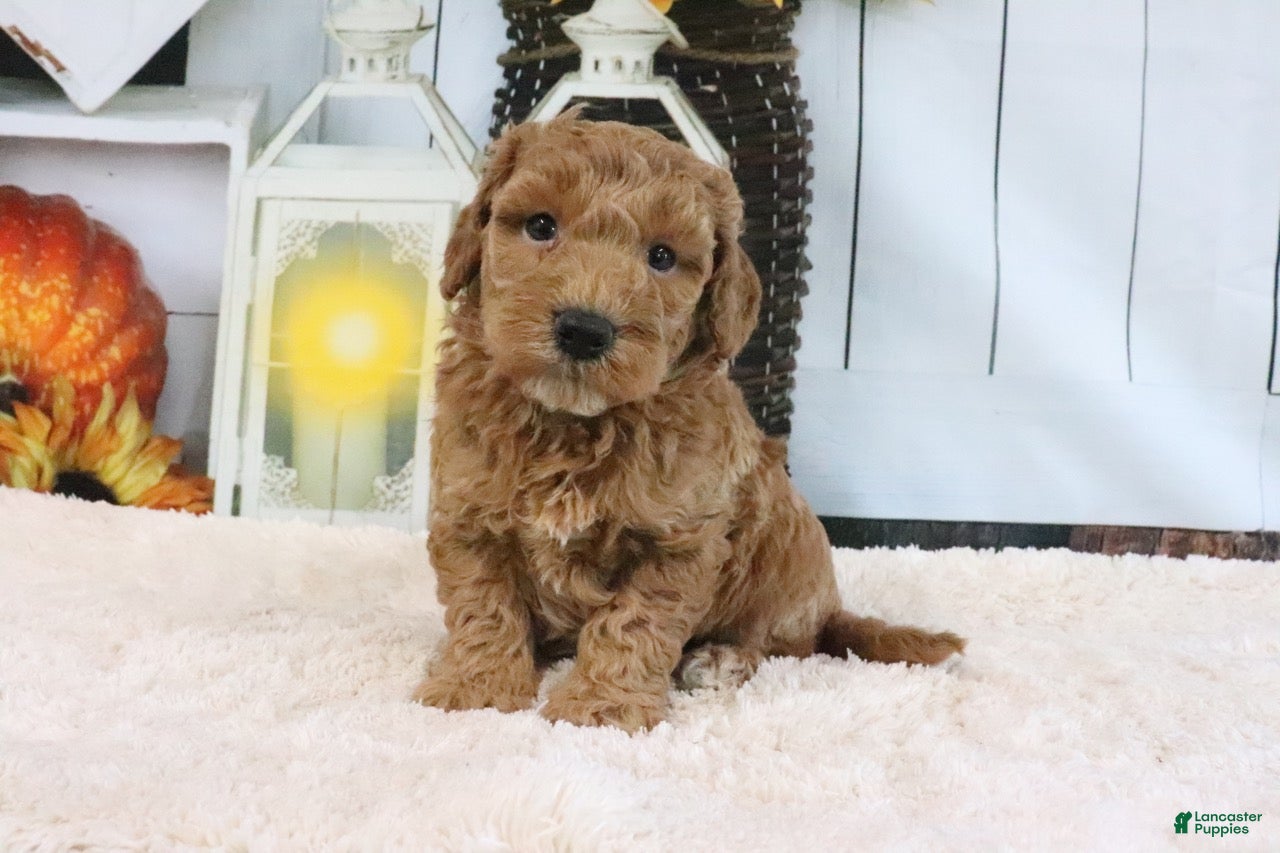 Mini Goldendoodle dogs Fido - Ad 1