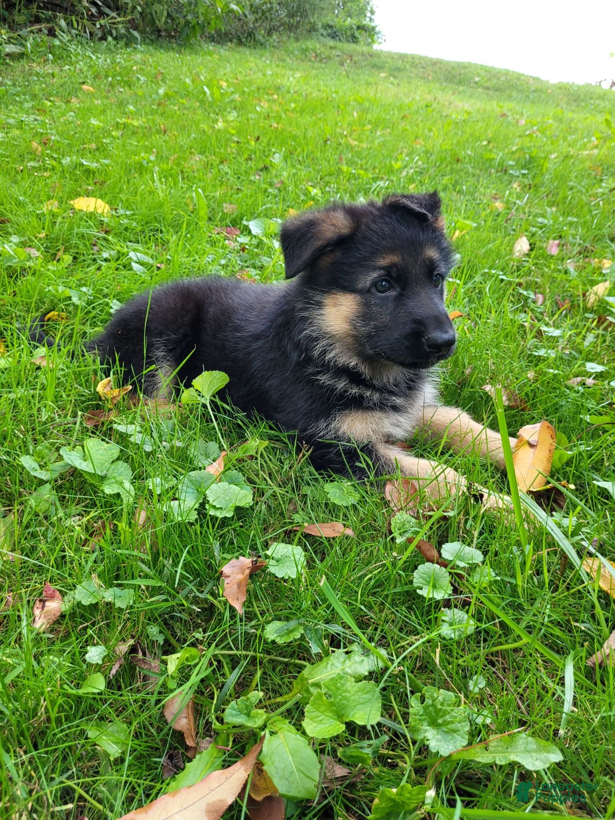 German Shepherd dogs Lizzy - Ad 2