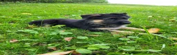 German Shepherd dogs for sale: Lizzy - Ad 2
