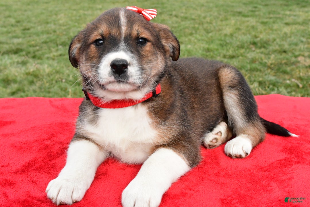 Mixed Breed dogs for sale: Murphy - Ad 4