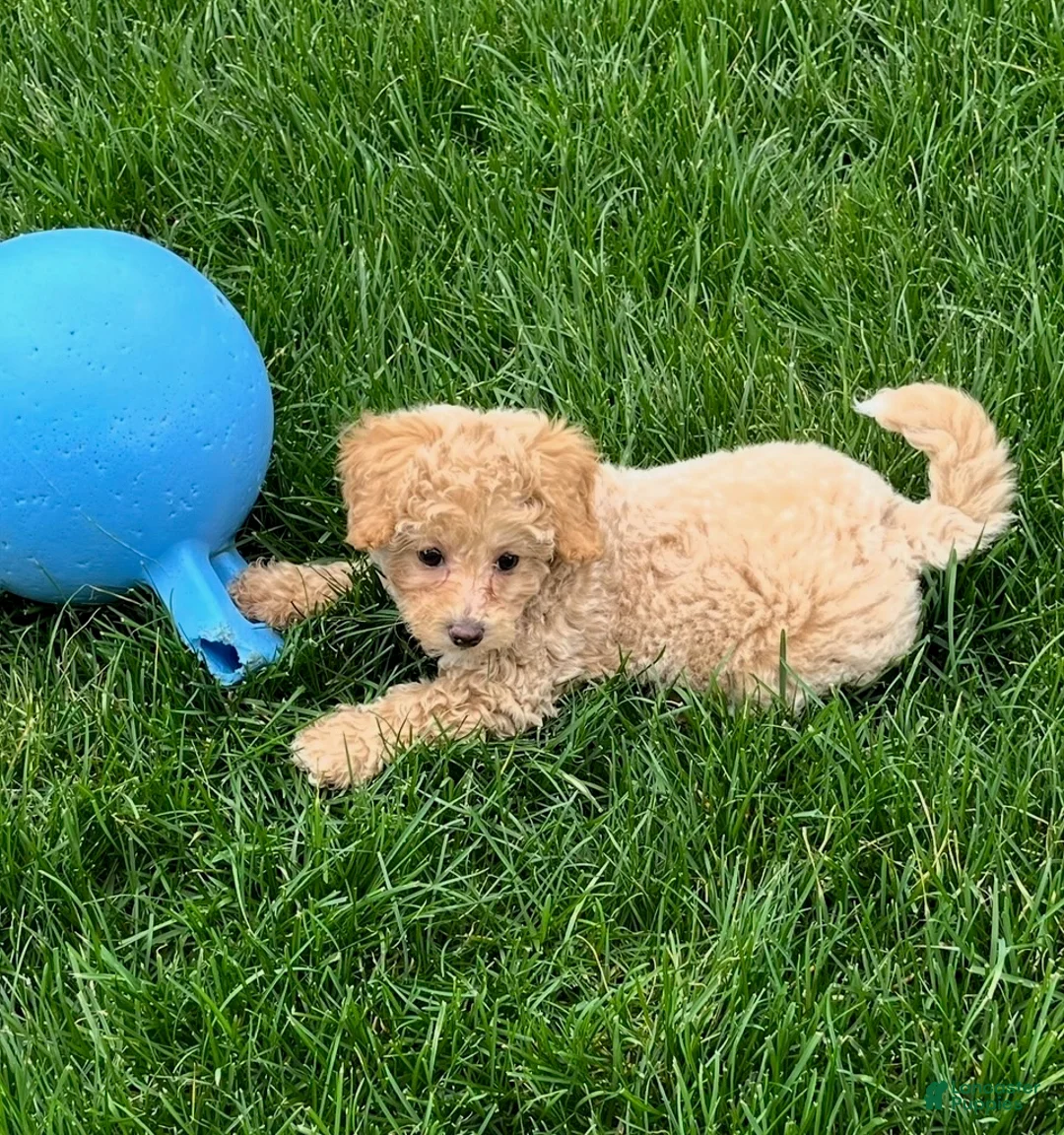 Bichpoo dogs for sale: Daisy - Ad 1