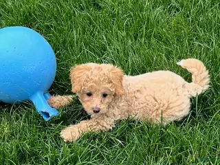 Bichpoo dogs for sale: Daisy - Ad 2