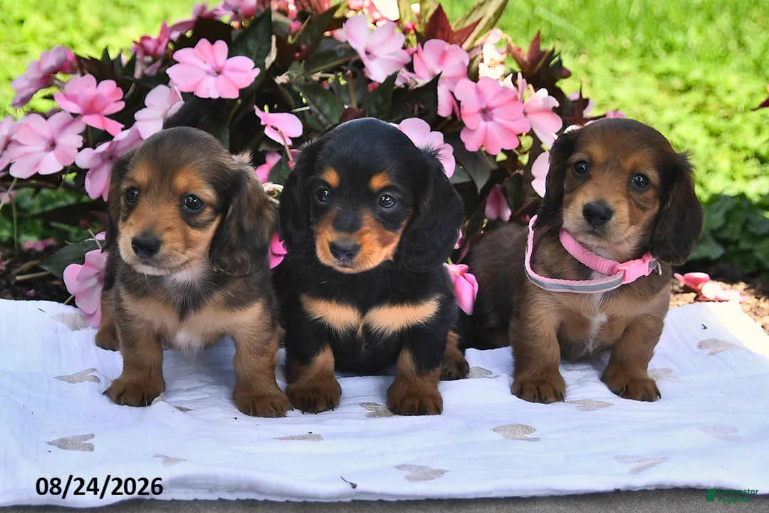 Miniature Dachshund dogs for sale: Sarah - Ad 5