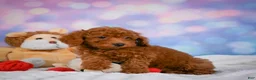 Cavapoo dogs for sale: Duke - Ad 7