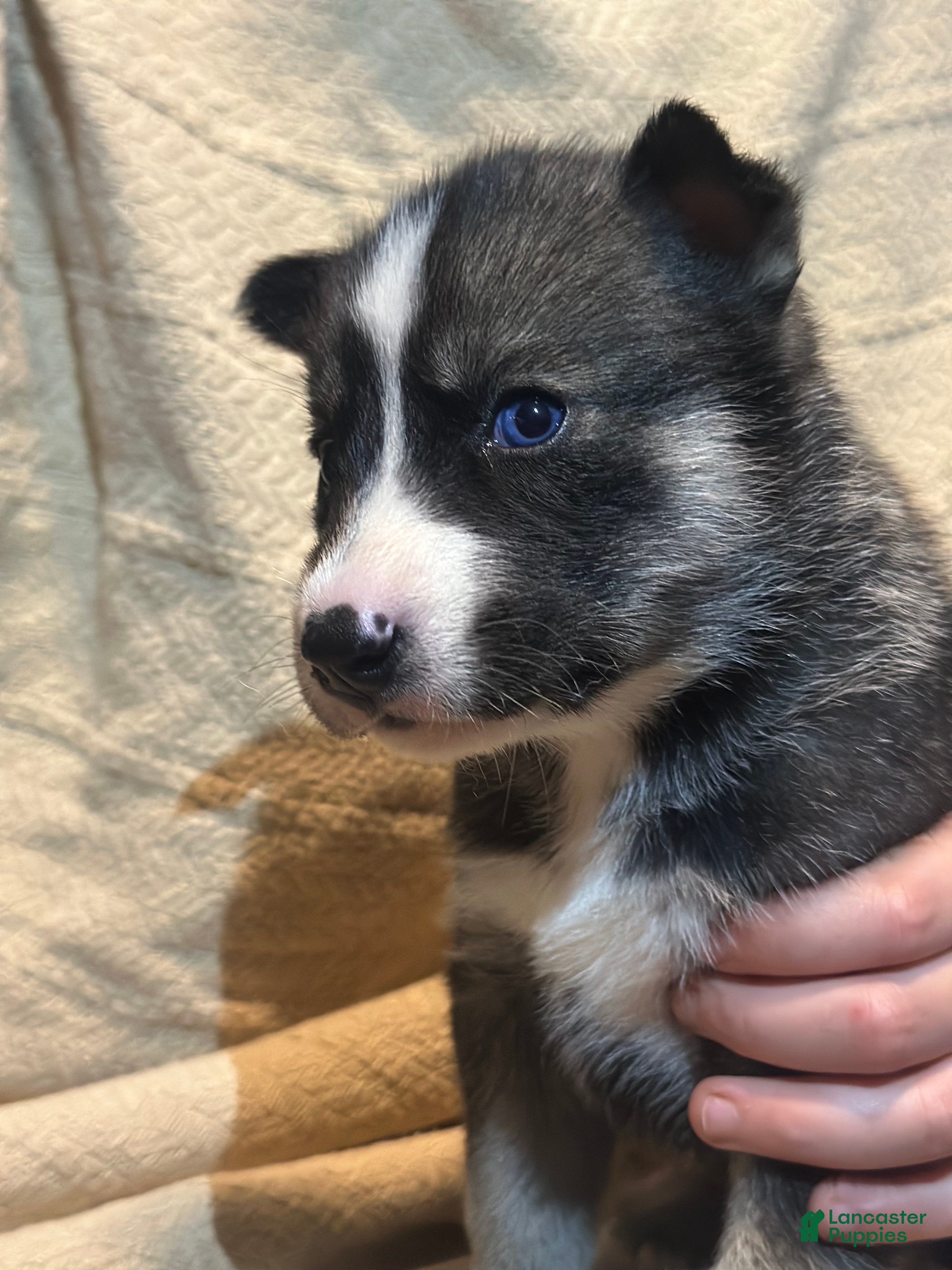 Siberian Husky dogs Siberian Husky Puppy 1 - Ad 41