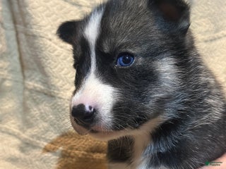 Siberian Husky dogs Siberian Husky Puppy 1 - Ad 21