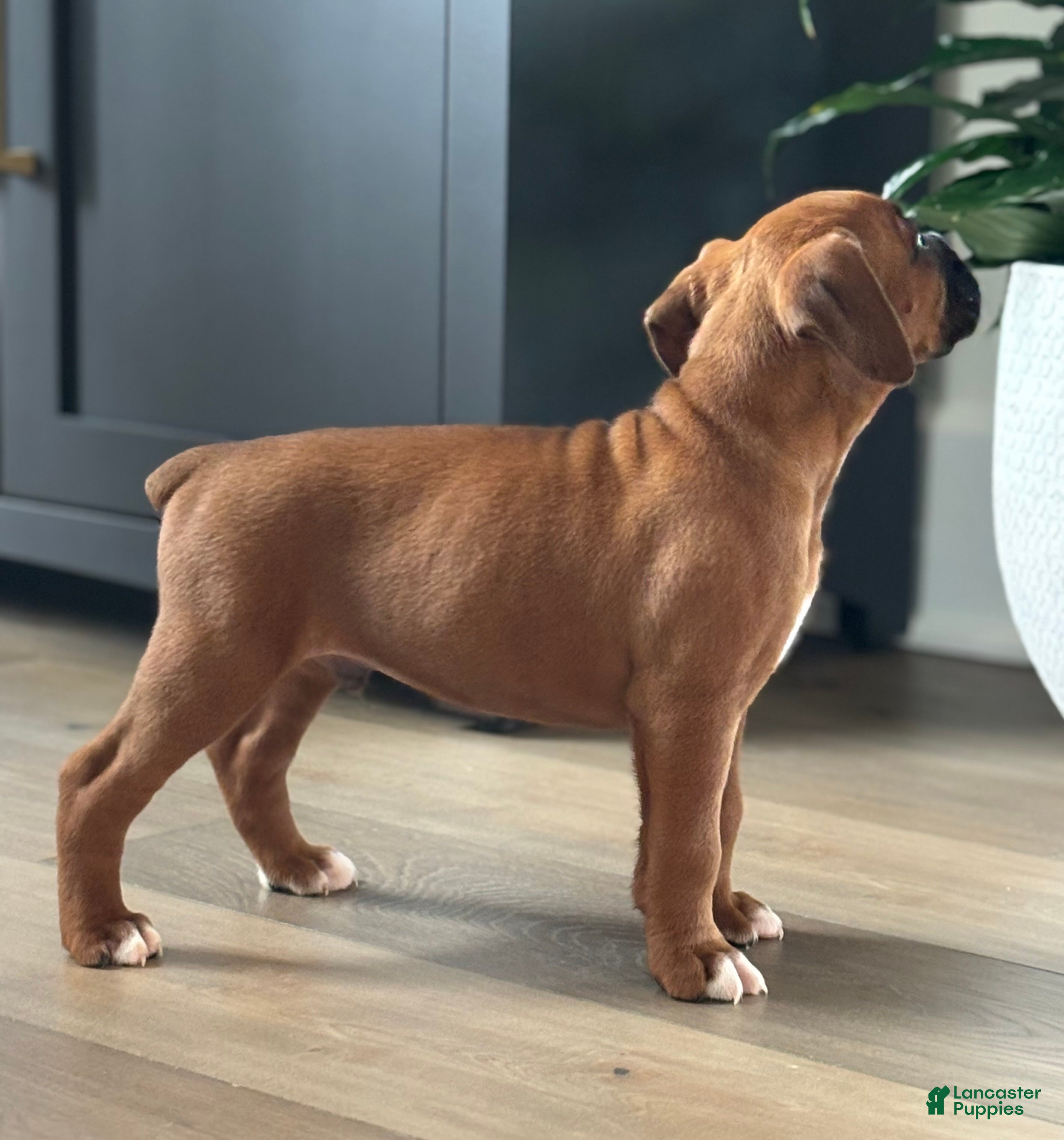 Boxer dogs Remi - Ad 2