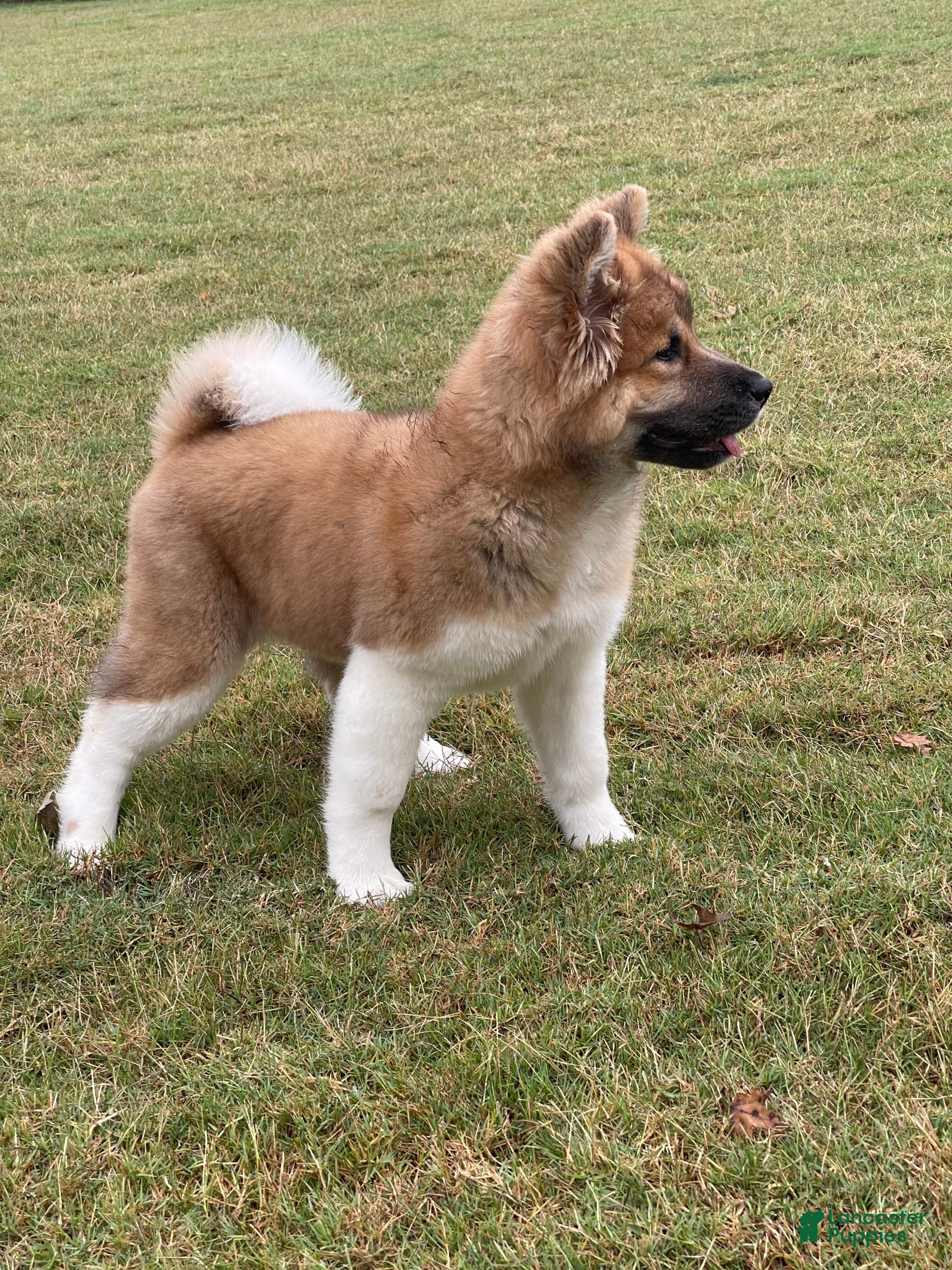 Akita Adoption American Akita For Sale Near Me Akita Puppy Akita