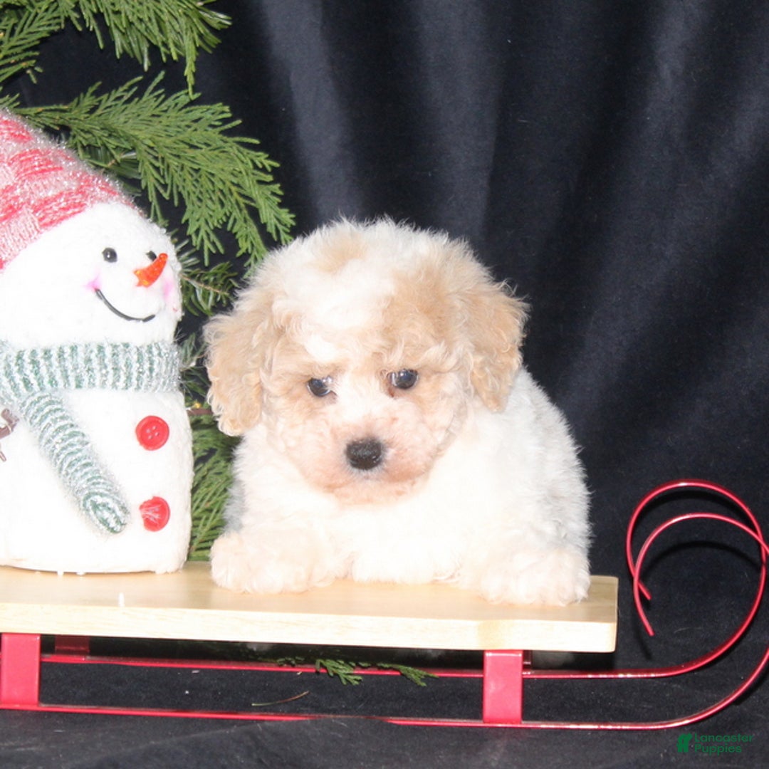 Bichpoo dogs for sale: Nutcracker - Ad 4