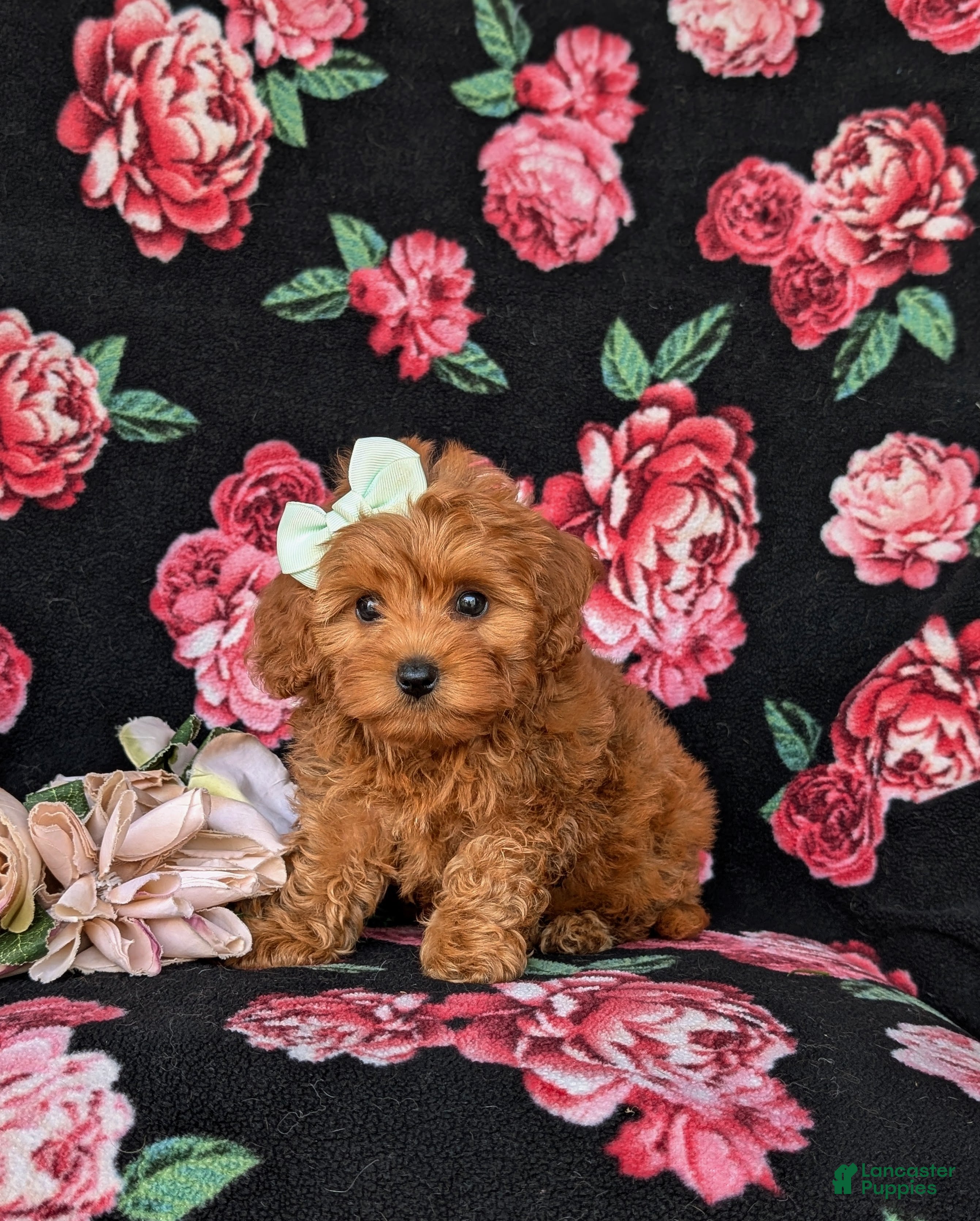 Cockapoo dogs Fiona 9 lbs Full Grown - Ad 1