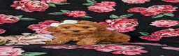 Cockapoo dogs for sale: Fiona 9 lbs Full Grown - Ad 1