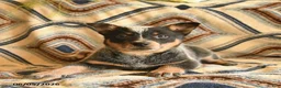 Australian Cattle Dog dogs for sale: Lulu   - Ad 2