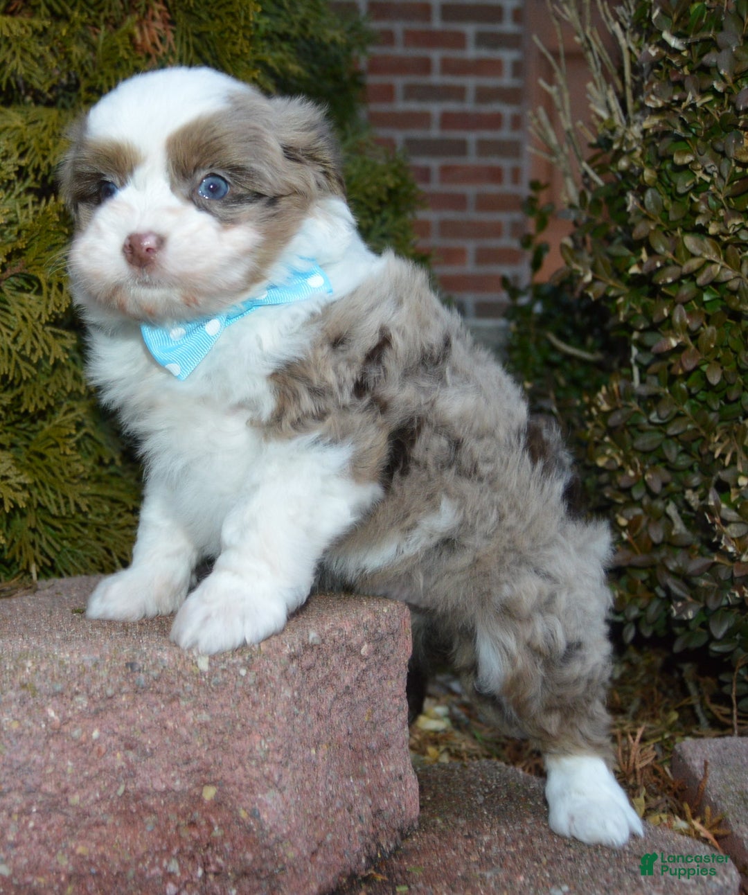 Mini Aussiedoodle dogs for sale: Toy Ace - Ad 13