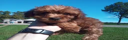Yorkiepoo dogs for sale: Yorkiepoo 2 - Ad 1